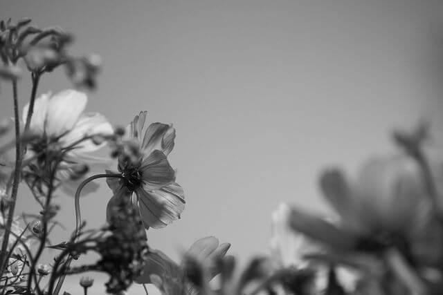 Black and white photo of delicate wildflowers in bloom, softly lit against a clear sky — evokes a quiet, nostalgic mood and natural beauty from brand designer Sweet Pea Ink Creative.